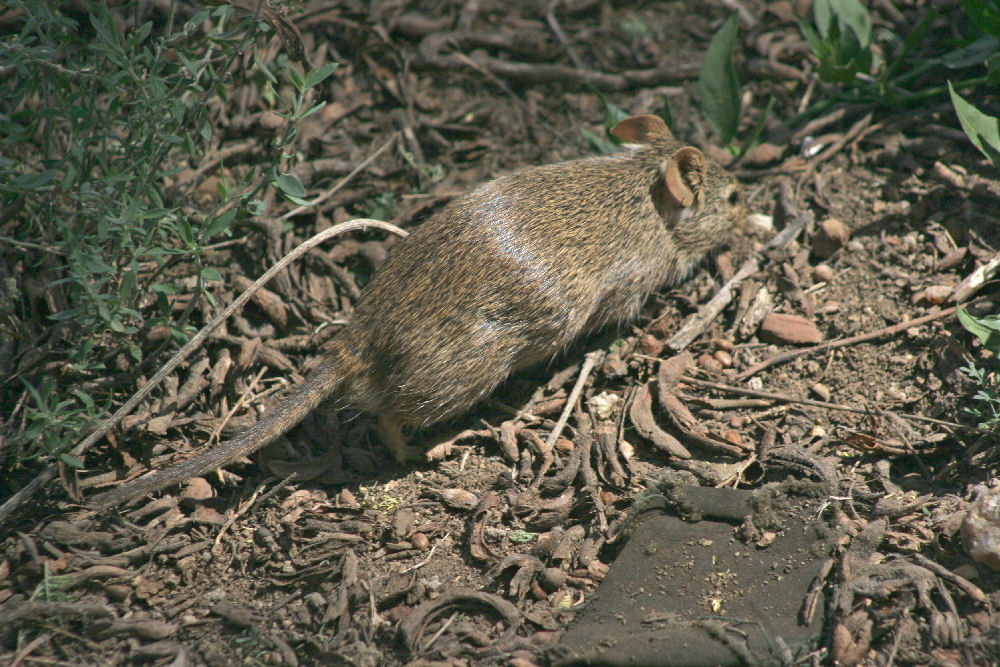 Gnagare